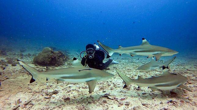 Daloha Beach & Dive Resort Morotai Sajikan Sinema Alam dari Fajar hingga Senja