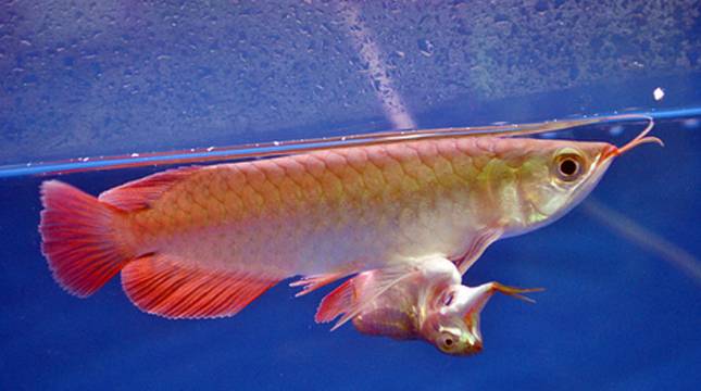 Pedagang Ikan Arwana Keluhkan Keputusan Menteri KKP