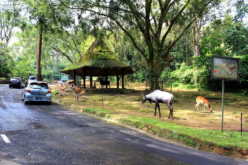 Jalur Anti Macet ke Puncak: 6 Rute Alternatif Terlengkap 2026