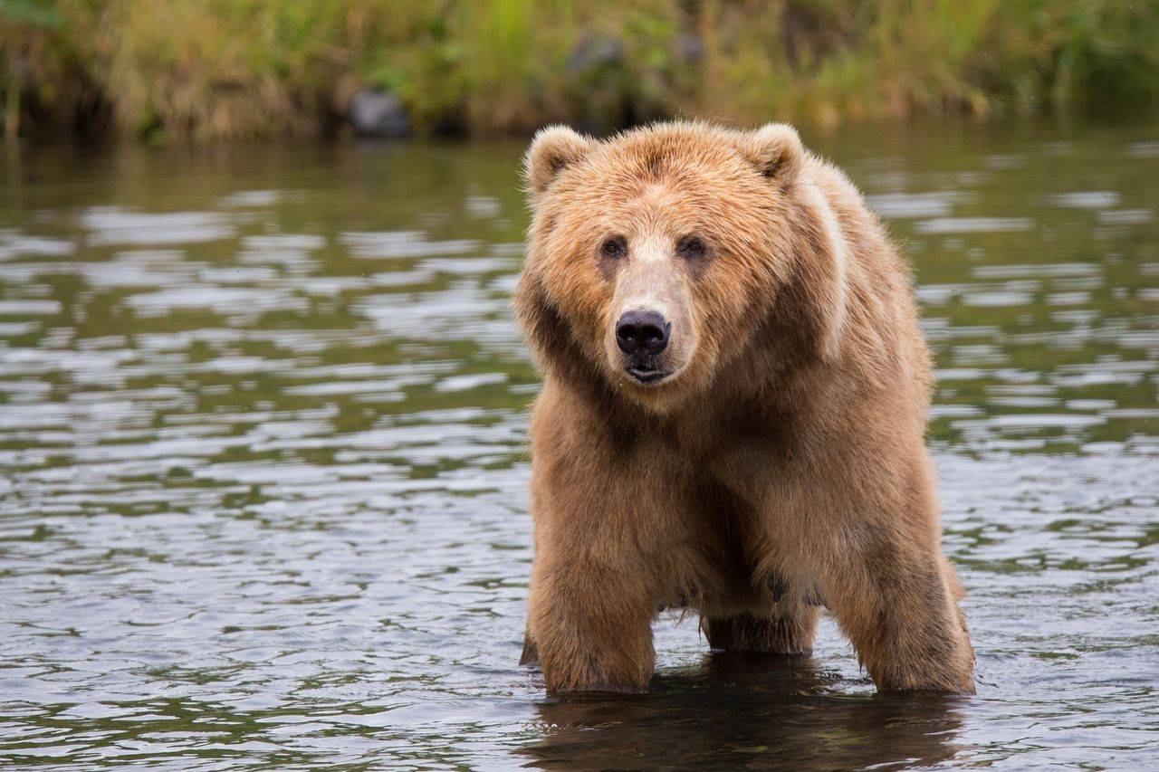 5 Dunia Terbaik di Super Bear Adventure untuk Farming Token Cepat