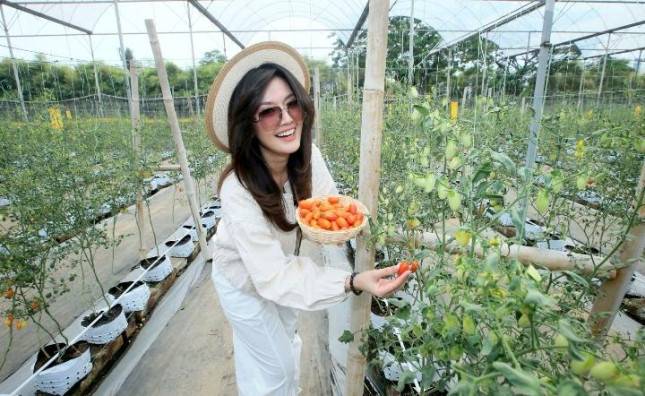 AstyFarm Cetak Pertumbuhan 52 Persen Jangkau 42 Kota Lewat Tokopedia TikTok Shop