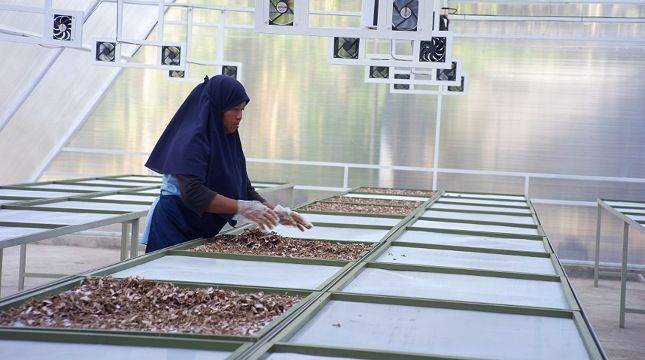 Bukan Cuma Bertani, Anak Muda Bisa Raup Cuan dari Hilirisasi Kelapa dan Rempah