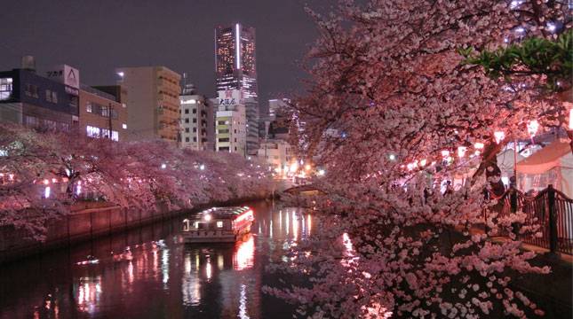 Musim Semi, Ini Dia Destinasi Wisata Menarik untuk Melihat Bunga Sakura