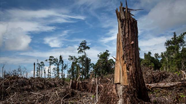 Demi Lindungi Hutan, Lintas Iman Serukan Pengakuan Hukum bagi Masyarakat Adat&nbsp;