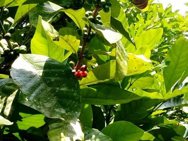 Berkunjung ke Kotawaringin Barat, Jangan Lupa Mencicipi Kopi Liberika