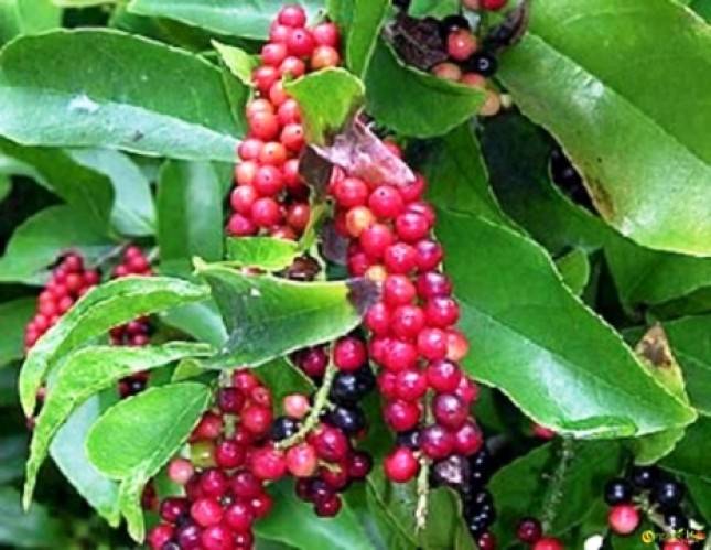 Pemerintah Dukung Petani Tingkatkan Ekspor Lada Putih