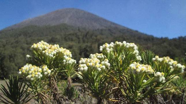 Desa di Probolinggo disiapkan Sebagai Desa Wisata Bunga Edelweis
