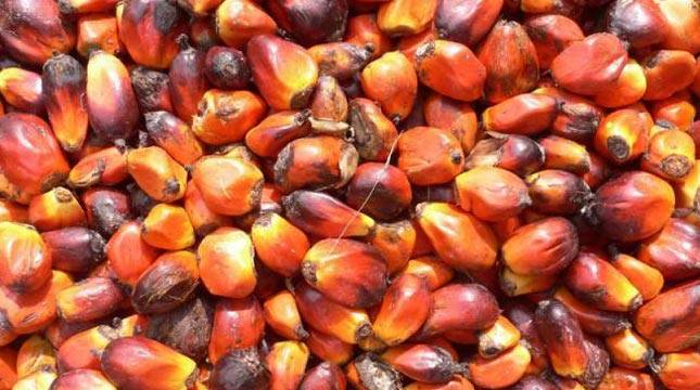 Pemerintah Lanjutkan Rencana Aksi Perkebunan Kelapa Sawit Berkelanjutan