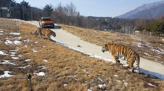 Korea Selatan Hadirkan Harimau Siberia di Arboretum Nasional Baekdu 