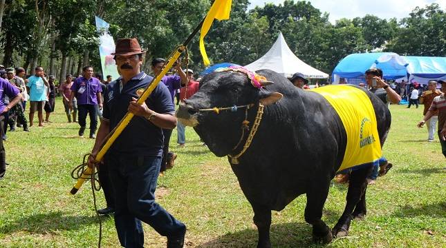  Panen Pedet di Bulukumba, Mentan: Peternakan Harus Sejahterakan Petani