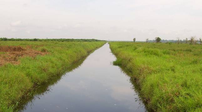 Kerusakan Lahan Gambut Bisa Sebabkan Zee Indonesia Berkurang