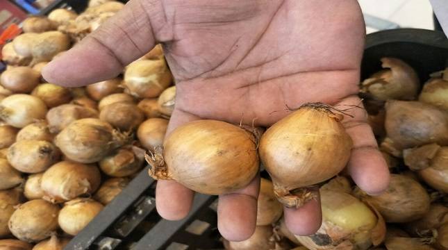 Bawang Bombai Langka di Pasar, Pedagang: Naik Gila-Gilaan Kalah Harga Daging