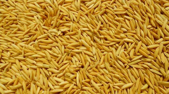 Sinergi Bank BRI-PT. Pertani Akan Serap Gabah Kering Dari Petani Seharga Rp.5.700 Perkilo