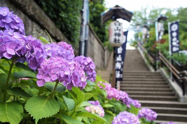 Tak Hanya Bunga Sakura, Pesona Bunga Hydrangea Pikat Wisatawan Liburan ke Jepang