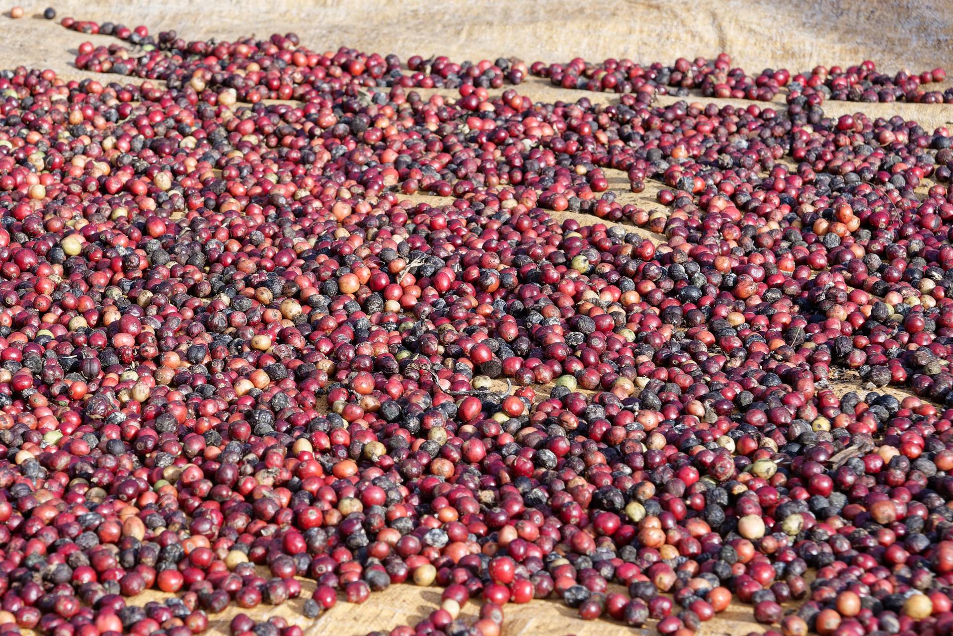 Potensi Besar Industri Kopi Indonesia, dari Produksi hingga Ekspor yang Terus Meningkat