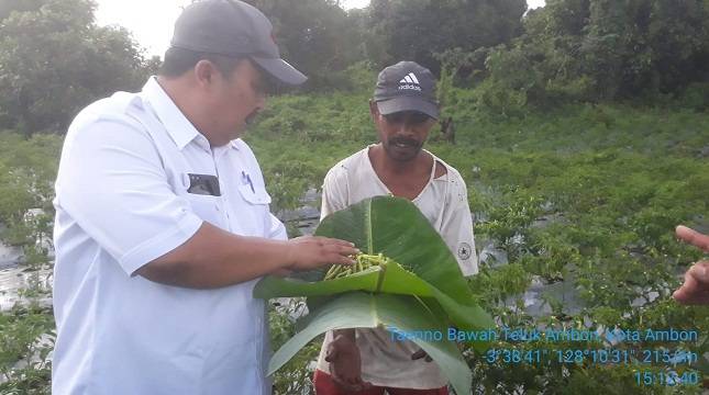 Kementan: Budidaya Hortikultura Mengungkit Pendapatan Petani
