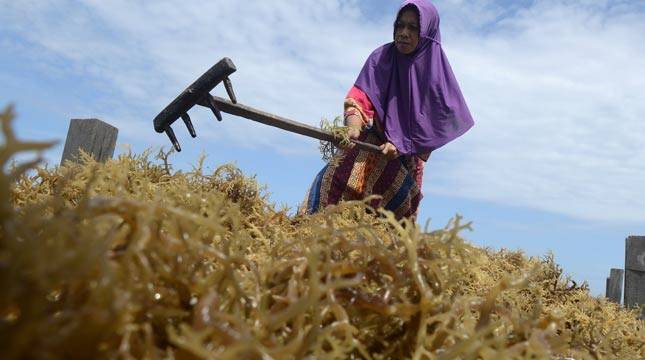 Bangga sebagai Produsen Rumput Laut Terbesar Dunia, Menteri KKP:  Kita Tingkatkan Kesejahteraan Pembudidaya Rumput Laut