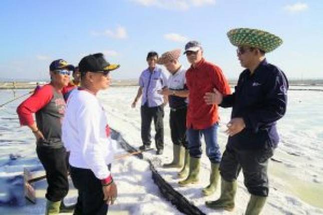 Kemenko Maritim Awali Panen Raya Garam di PT Garam Sumenep