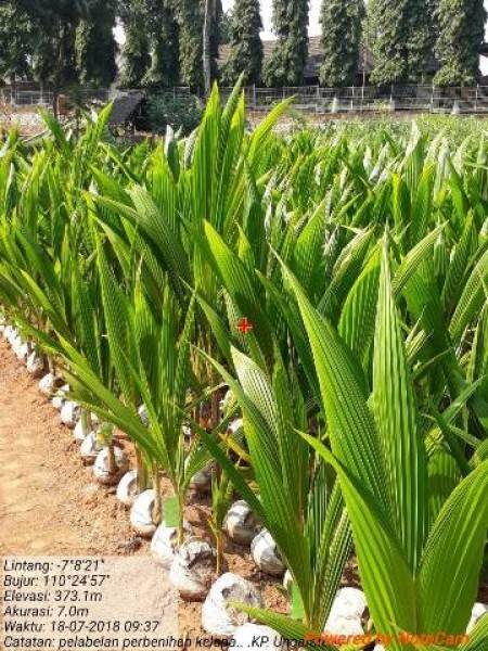 8000 Bibit Kelapa Untuk  Kelompok Tani di Kebumen
