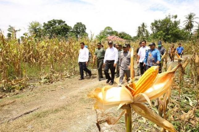 Produksi Jagung Melebihi Kebutuhan Nasional