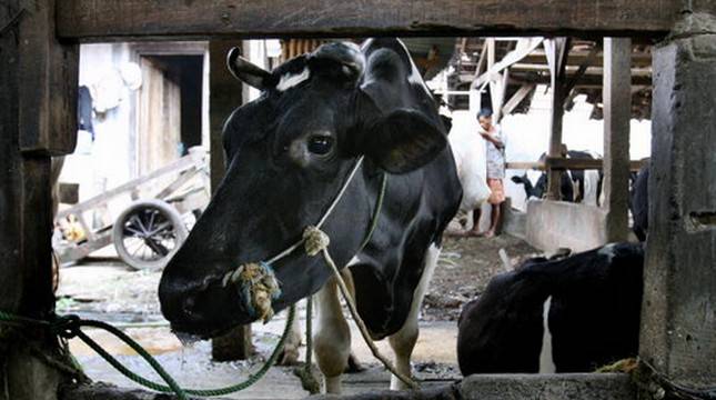 Produksi Susu Nasional Semakin Memprihatinkan