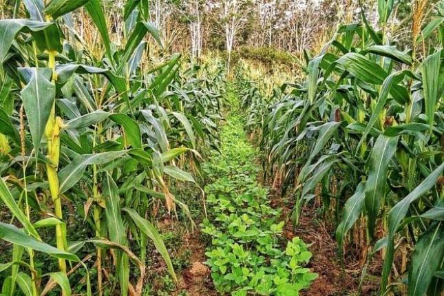 Kementan Dorong Petani  Produktif Manfaatkan Lahan Rawa dan  Kering Saat Kemarau