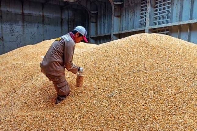 Atasi Kelangkaan, 30.000 Ton Jagung Masuk Indonesia Bulan Depan