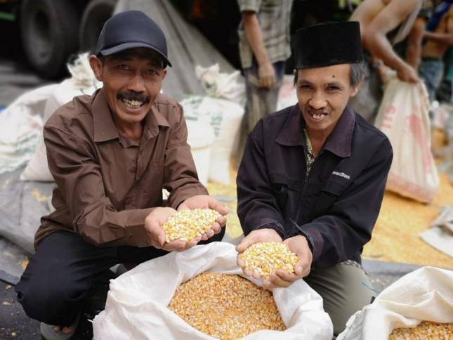 Tujuh Puluh Ribu Ton Jagung Pakan  Siap Distribusi
