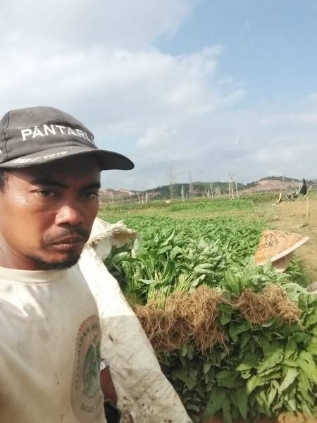 Babat Tanaman Sayuran, Petani: Bukan Harga Murah Tapi Terlewat Umur Panen