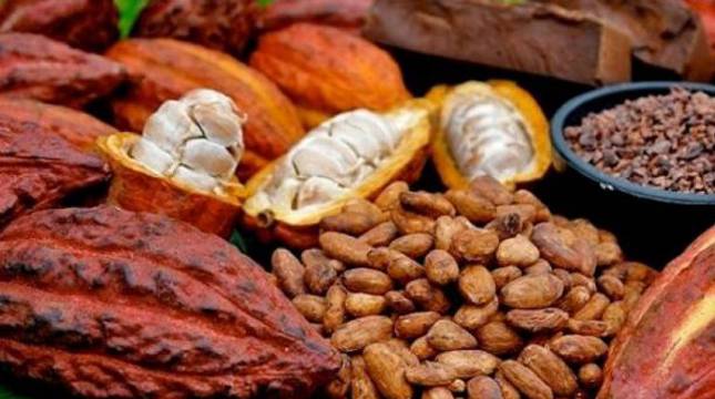 Upaya Pengembangan Industri Pengolahan Kakao, Askindo Sampaikan PR yang Harus Diselesaikan