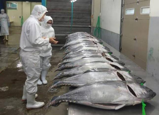 Perum Perindo Siap Serap 3.000 Ton Ikan dari Nelayan Petambak