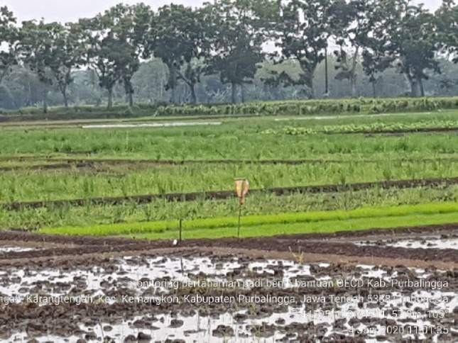 Kementan Kembangkan Metode Perbenihan dan Beri Bantuan Benih