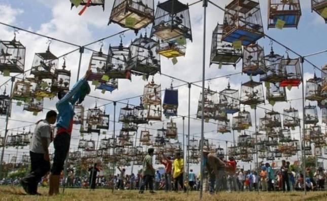 Wow, Bisnis Burung Capai Rp1,7 Triliun