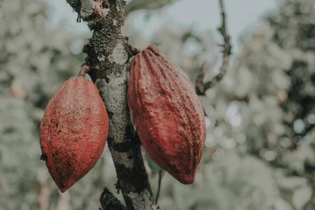 Kemenperin Dukung Ekspansi Industri Cokelat Artisan 