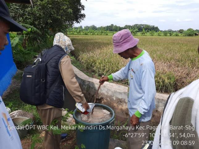 Amankan Produksi Padi, Petani Lakukan Gerdal WBC
