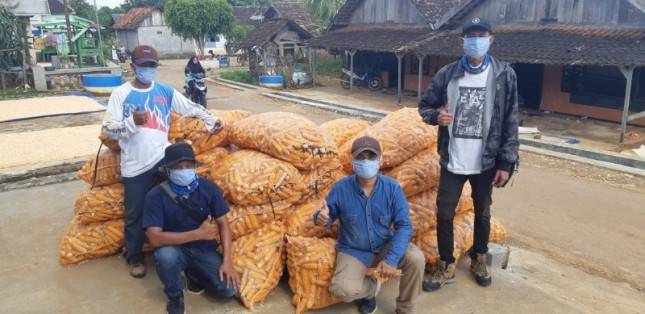 Tuban Panen Benih Jagung Hibrida Hingga 850 Ton