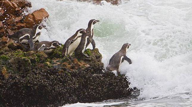 Selain di Antartika, Ini 5 Negara yang Dapat Melihat Penguin 