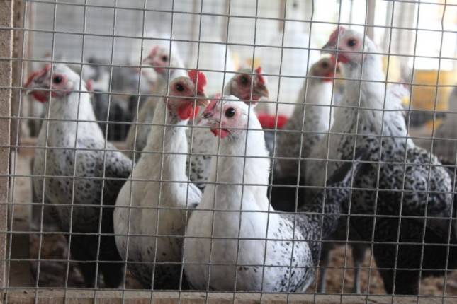 Ayam Sembawa Mampu Menghasilkan Telur 250 Butir per Tahun