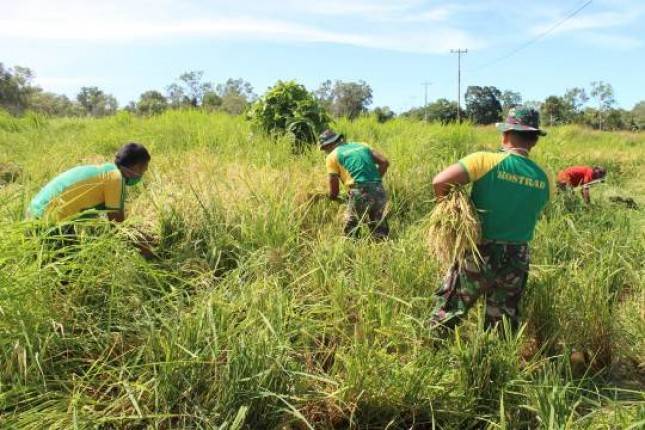 Satgas 411 Kostrad Jaga Ketersediaan Pangan Di Tengah Pandemi Corona  