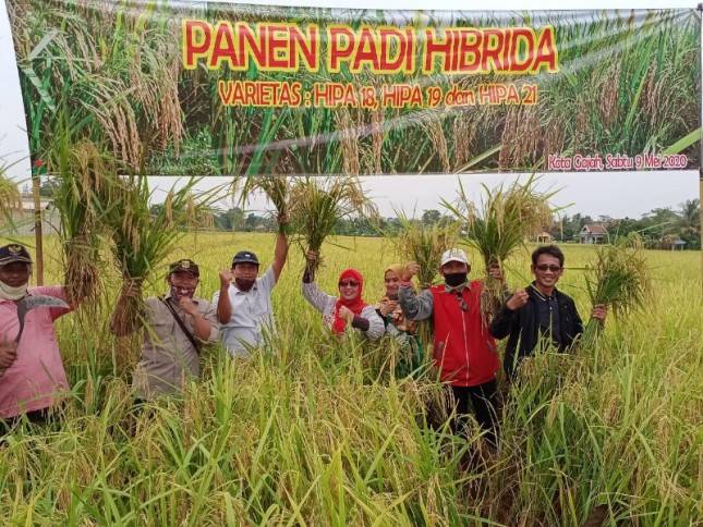 Inovasi Tanam Padi Hibrida, Lampung Hasilkan Panen Lebih Tinggi