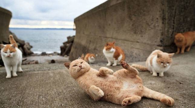 Mitos atau Fakta: Kucing Tidak Suka Minum? Fakta yang Wajib Diketahui Pemilik Kucing