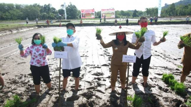 Pantang Mundur, Bupati Landak Ajak Warga Tanam Padi