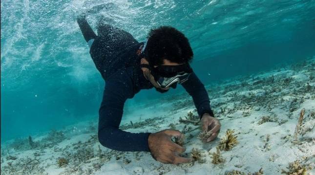 Nikmati Beragam Spesies Langka Berkerumun di Tepi Laut S Hotels & Resorts Thailand dan Maladewa