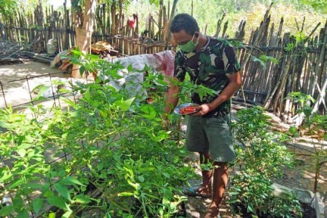 Tingkatkan Program Ketahanan Pangan, Prajurit Marinir Panen di Pulau Terluar