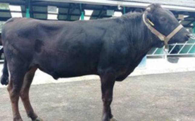 Sapi Wagyu BIB Lembang Dukung Ketersediaan Daging Premium