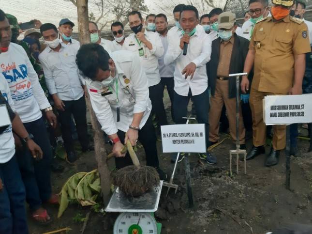 Menggalakan Porang Komoditas yang Diminati Pasar Ekspor