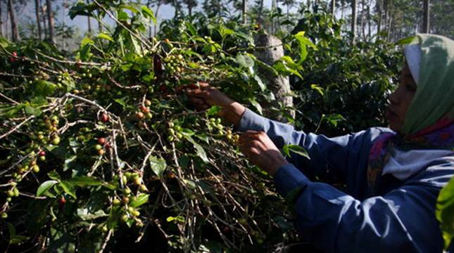 Pengamat: Petani Perlu Perlu Dukungan Argoindustri Hulu