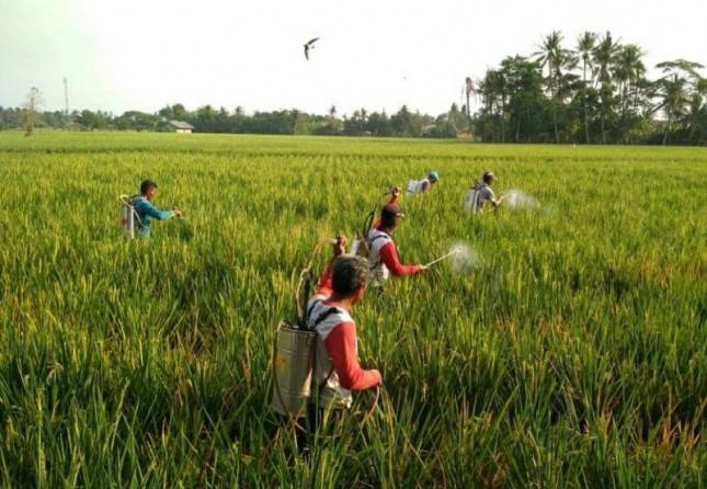Kendalikan WBC di Jabar, Kementan Amankan Produksi Pangan Nasional