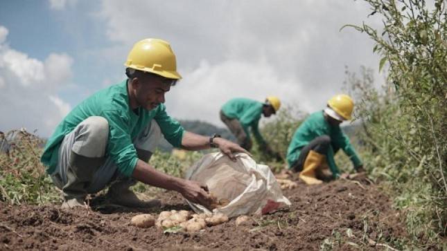 Lawan Resesi! Maind Potato Libatkan Petani Milenial  Perkuat  Ketahanan Pangan