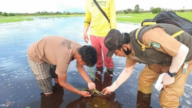 Dukung Kementan Antisipasi La Nina, Kalbar Gencar Lakukan Penanganan DPI